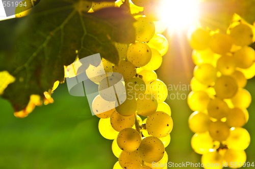 Image of Yellow grapes