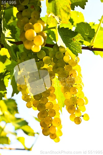 Image of Yellow grapes