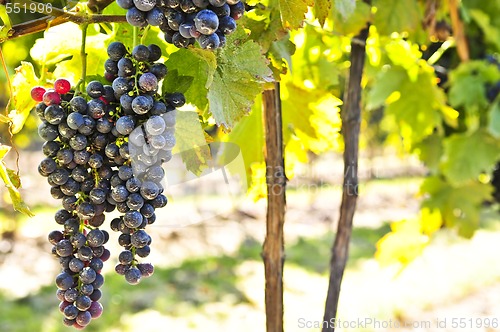 Image of Red grapes