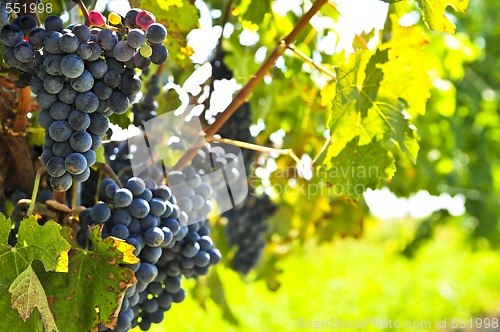 Image of Red grapes