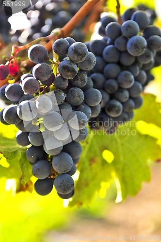 Image of Red grapes