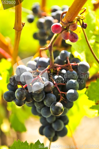 Image of Red grapes