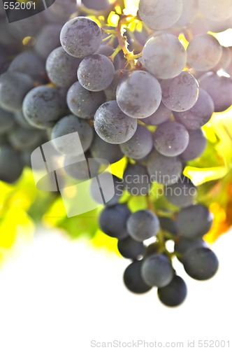 Image of Red grapes