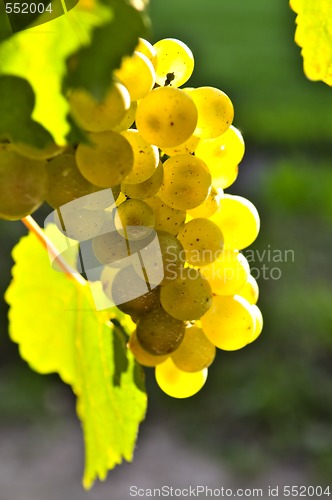 Image of Yellow grapes