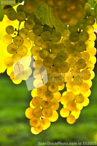 Image of Yellow grapes