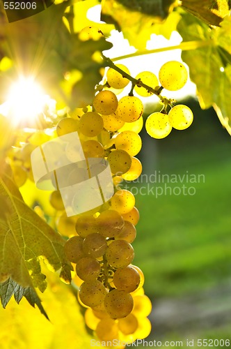 Image of Yellow grapes