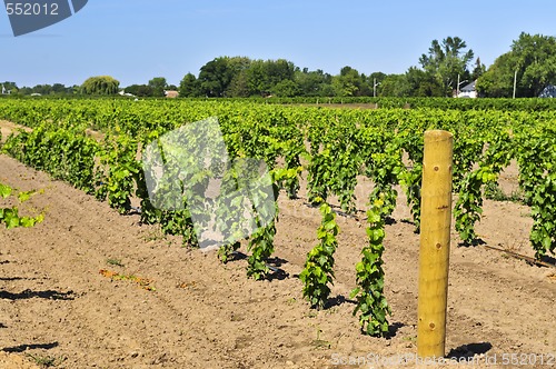 Image of Vineyard