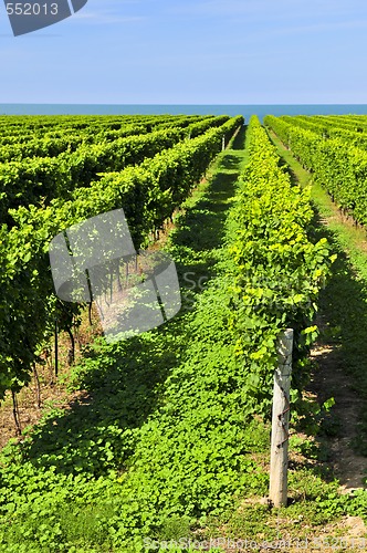 Image of Vineyard