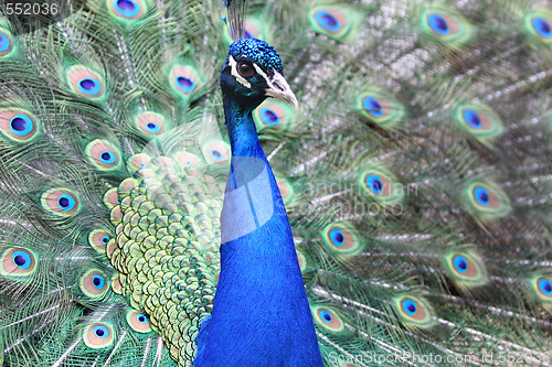 Image of Peacock 