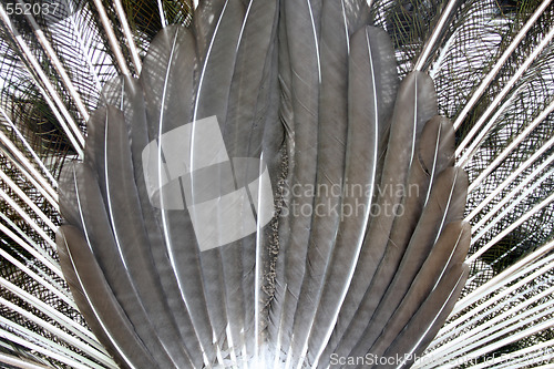 Image of feathers