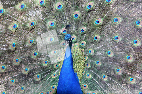 Image of Peacock 