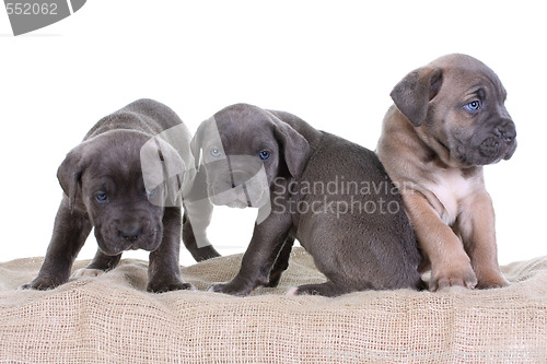 Image of italian mastiff cane corso