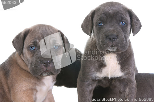 Image of italian mastiff cane corso