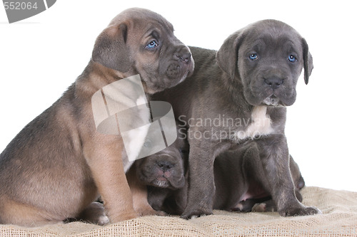 Image of italian mastiff cane corso