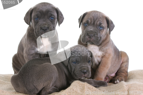 Image of italian mastiff cane corso