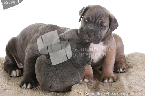 Image of italian mastiff cane corso