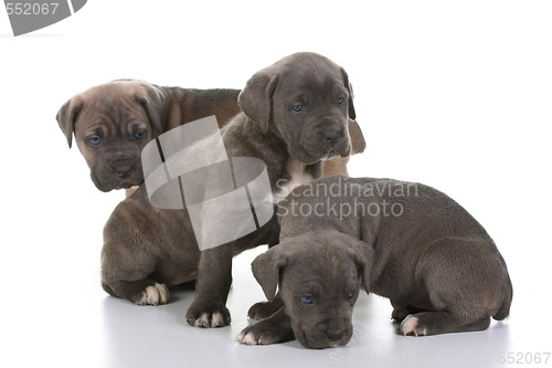 Image of italian mastiff cane corso