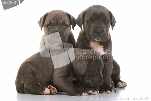 Image of italian mastiff cane corso