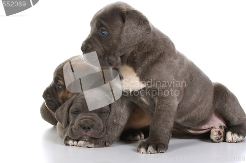 Image of italian mastiff cane corso