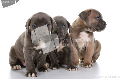 Image of italian mastiff cane corso