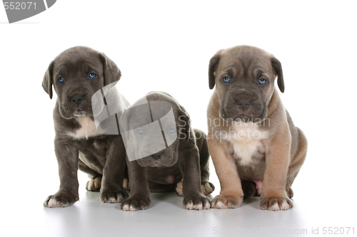 Image of italian mastiff cane corso