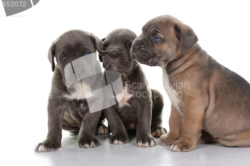 Image of italian mastiff cane corso