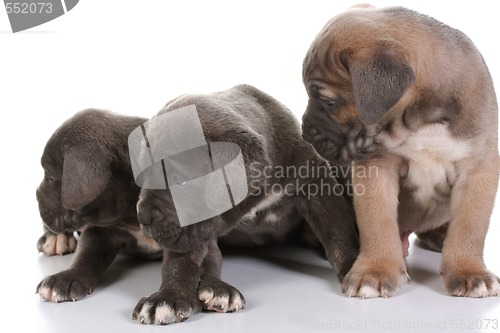 Image of italian mastiff cane corso