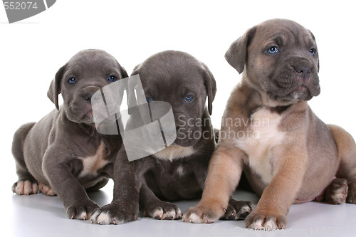 Image of italian mastiff cane corso