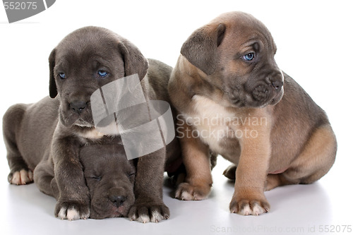 Image of italian mastiff cane corso