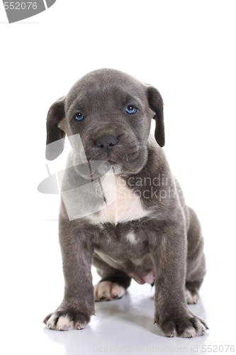 Image of italian mastiff cane corso