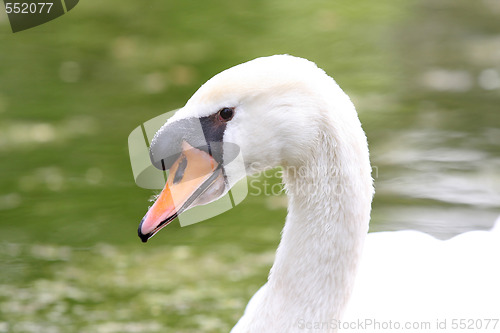 Image of beauty swan 