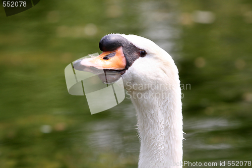 Image of beauty swan 