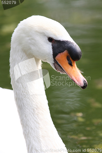 Image of beauty swan 