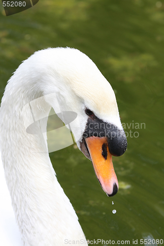 Image of beauty swan 