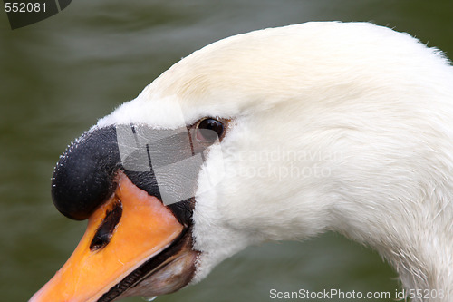 Image of beauty swan 