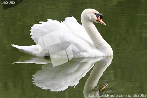 Image of swan