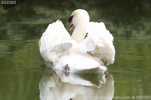 Image of swan