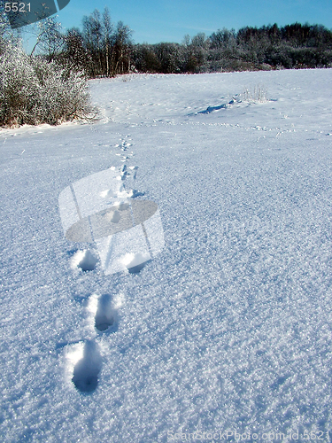 Image of Hare run to forest