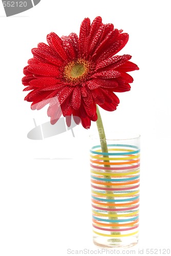 Image of red gerbera