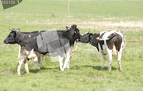 Image of Cows