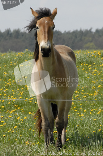 Image of Horse, face