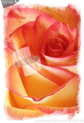 Image of Rose