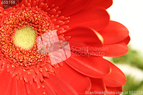 Image of Gerber daisy