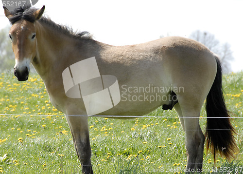 Image of Horse - 8