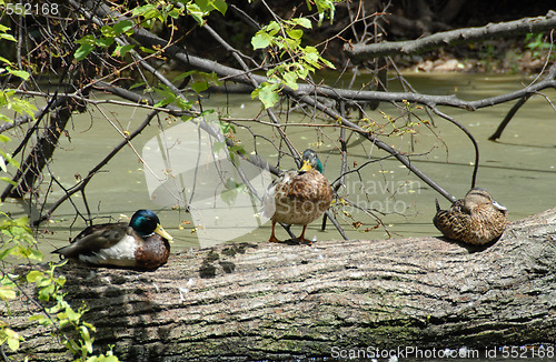 Image of Ducks