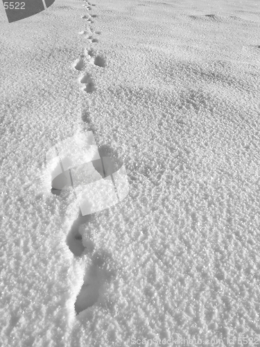 Image of Hare footprint