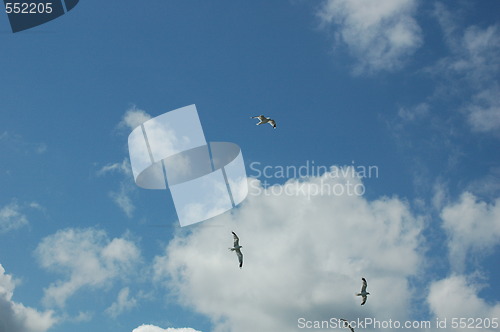 Image of Birds in the blue sky