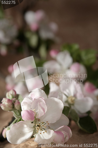 Image of Apple-tree flowers