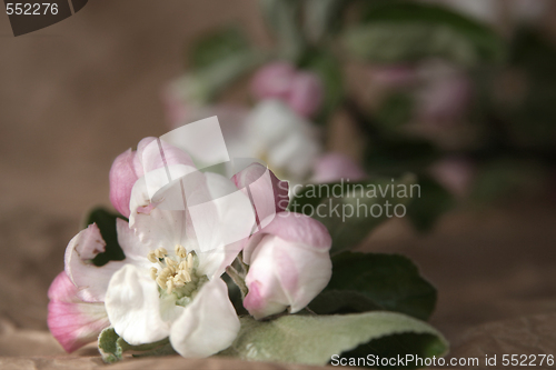 Image of Apple-tree flowers