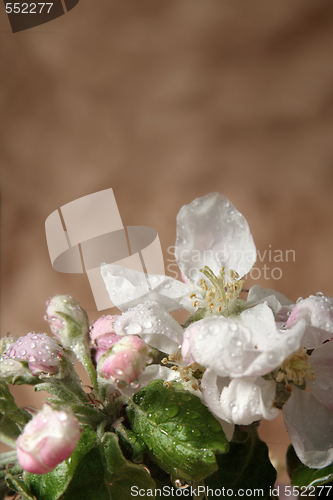 Image of Apple-tree flowers